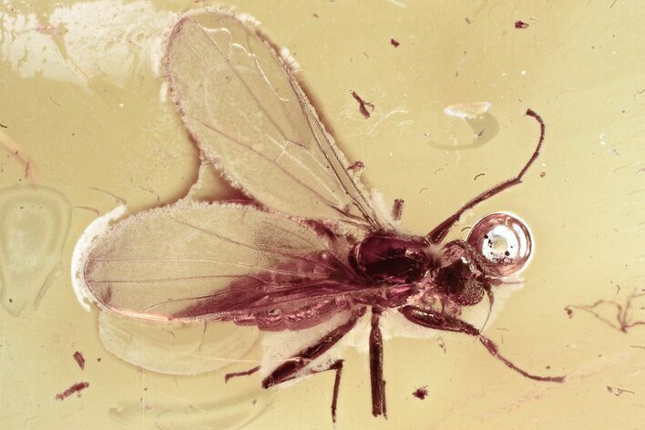 Detailed Fossil Dance Fly (Hybotidae) In Baltic Amber #330695